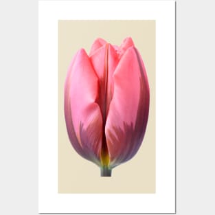 Tulipa &#39;Pretty Princess&#39; Triumph Group Tulip Posters and Art